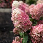 Hortenzia metlinatá (Hydrangea paniculata) ‘LIVING RASPBERRY PINK’® by LIVING CREATIONS® - výška 20-30 cm, kont. C1,5L